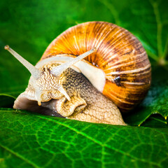 grape snail crawling on grape leaves