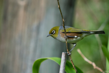 A Wax eye also known as a white eye or silver eye bird in a New Zealand garden