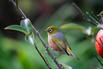 A Wax eye also known as a white eye or silver eye bird in a New Zealand garden
