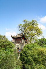 chinese garden in the park