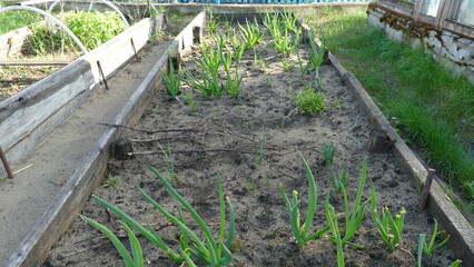 bed with young green onions