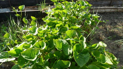 shoots of the large-leaved Brunner plant