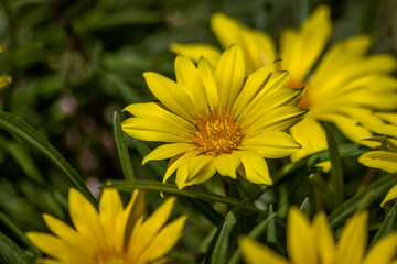 Close Up of Yellow Daisy Flowers