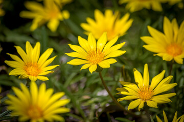 Close Up of Yellow Daisy Flowers