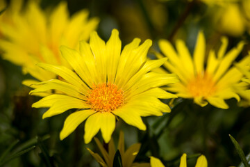 Close Up of Yellow Daisy Flowers