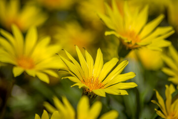 Close Up of Yellow Daisy Flowers