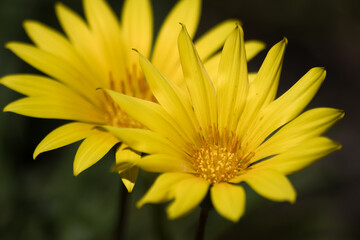 Close Up of Yellow Daisy Flowers