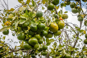 Fresh oranges and limes growing on the trees. Citrus farm, Kintamani Regency, Bangli, Bali, Indonesia.