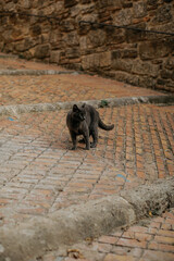 A black cat spotted while sightseeing in Montepulciano, a medieval and Renaissance hill town and comune in the Italian province of Siena in southern Tuscany.