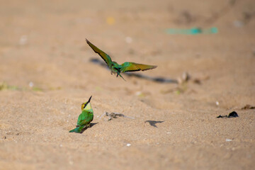 A small dainty bee-eater that is intensely green overall with a greenish-blue throat, a thin black throat band, and long central tail feathers