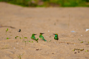 A small dainty bee-eater that is intensely green overall with a greenish-blue throat, a thin black throat band, and long central tail feathers