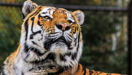 Beautiful amur tiger portrait as the animal looks to the sky