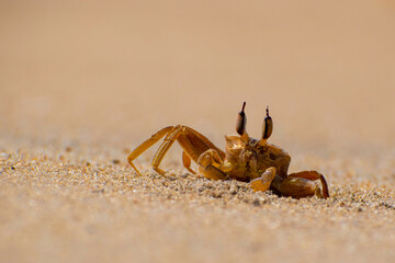Ghost crabs or sand crabs have pale-coloured bodies that blend in well with the sand, though they are capable of gradually changing body coloration to match their environments and the time of day.