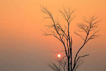Sunrise through a Silhouette of leafless tree