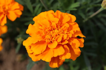 マリーゴールドのオレンジ色の花
