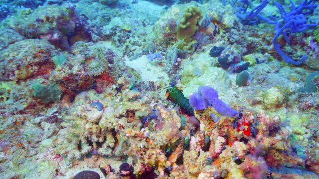 peacock mantis shrimp walking around the reef