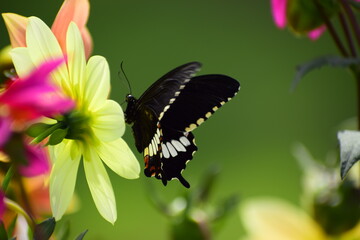 butterfly on flower