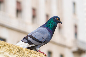 Pompo na rua da cidade