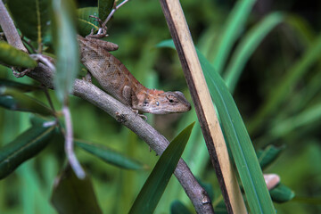lizard on a tree