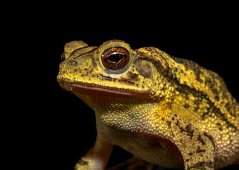 gulf coast toad (Incilius valliceps) on black background