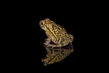gulf coast toad (Incilius valliceps) on black background