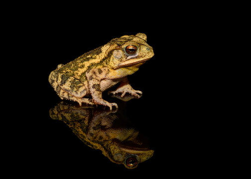 gulf coast toad (Incilius valliceps) on black background
