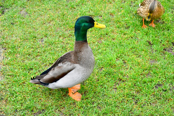 A male Mallard stand on green grass background
