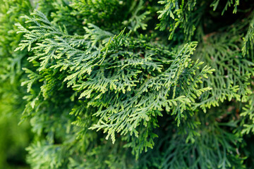 thuja Smaragd nursery spring