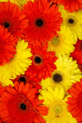 Background from Gerbera flower