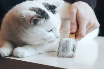 White cat looks at the brush for combing the wool.