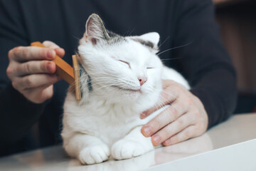 Male hands comb the fluffy cat. White cat lies on the table.