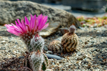 Obraz premium blooming Coryphantha elephantidens close up macro shots