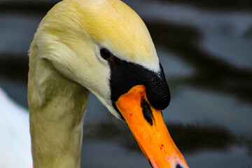 Mute swan head shot, Cygnus olor, beautiful animal that was in a