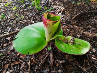 green sprout growing in the ground