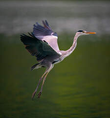 A closeup shot of a Great Blue Heron spreading its wings wide while flying over a pond in Taipei, Taiwan