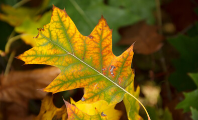 Naklejka na ściany i meble yellowed oak leaves. background of autumn leaves. selective focus.