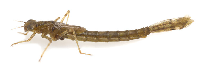 Damselfly, Zygoptera nymph isolated on white background, these aquatic insects are ofted imitated by fly fishermen © Henrik Larsson