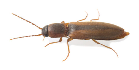 Click beetle, Dalopius marginatus isolated on white background