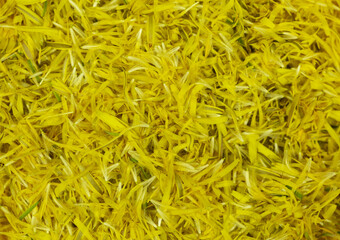 Dandelion petals collected for making homemade marmelade