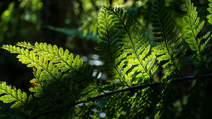 green fern leaf in the forest