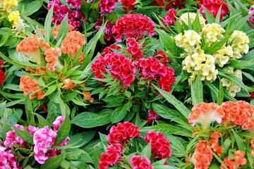 multi-color flowers in the garden of EUROPE, KEUKENHOF, AMSTERDAM