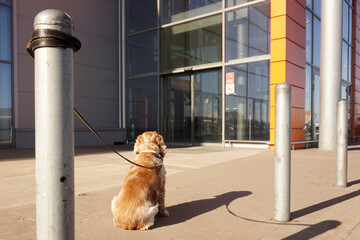 A dog tied with a leash to a post sits and waits for the owners to return from the store.