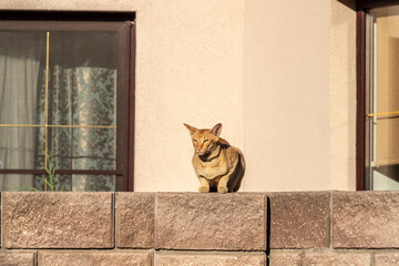 The oriental shorthair domestic red cat is sitting on the fence and watching passers-by.
