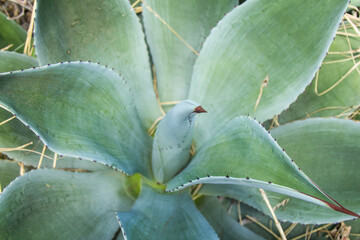 Beautiful green plants in the forest
