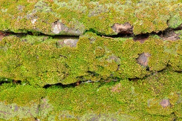 Old tree bark. Deep horizontal cracks. Green moss and lichen. Close-up.