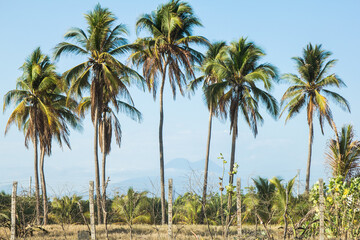 Fototapeta na wymiar background of palm trees on a tropical beach