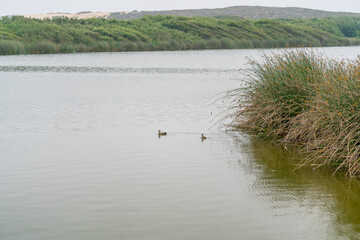 Ducks on the water lake in foggy overcast day in summer