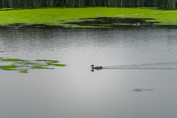 Ducks on the water lake in foggy overcast day in summer