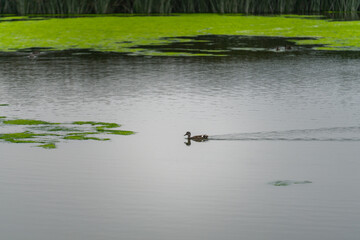 Obraz na płótnie Canvas Ducks on the water lake in foggy overcast day in summer
