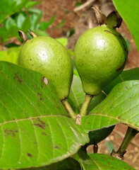 The green guava fruit